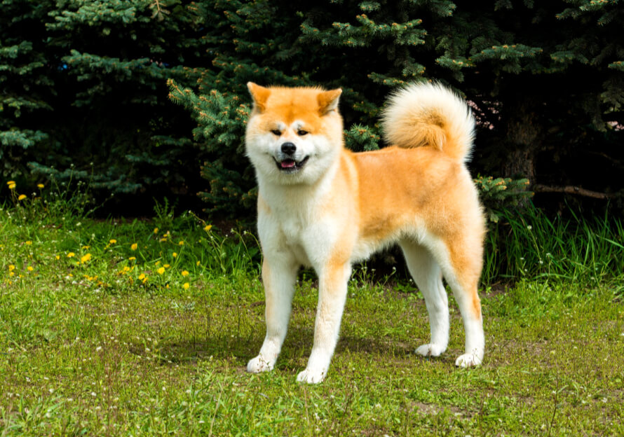 vörös akita